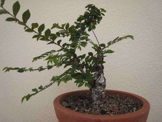 Chinese elm Maio_2012-1