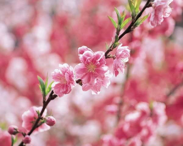 Hoa đào ( Peach flowers ) 49988