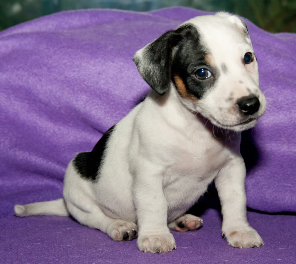 My new family member (AKA The Official 'Show Us Your Pets' Thread) Irish-Jack-Russell-Puppy-Bruiser-6