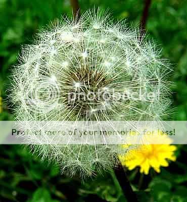 Hoa Bồ Công Anh- Dandelion- Loài hoa của gió... DandelionSeedhead