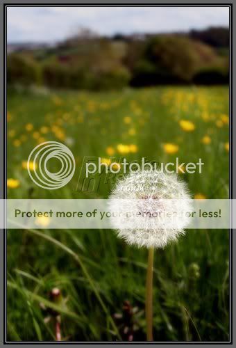 Hoa Bồ Công Anh- Dandelion- Loài hoa của gió... Dandelion-clock-field