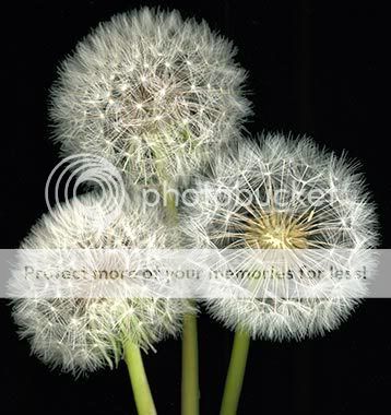 Hoa Bồ Công Anh- Dandelion- Loài hoa của gió... Dandelion_seed