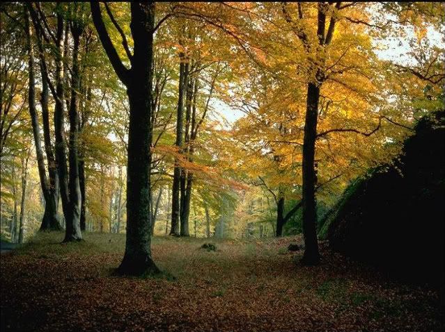 Parque Nacional FLORESTA