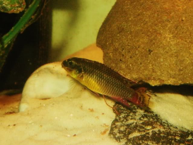 Pelvicachromis taeniatus P2190014