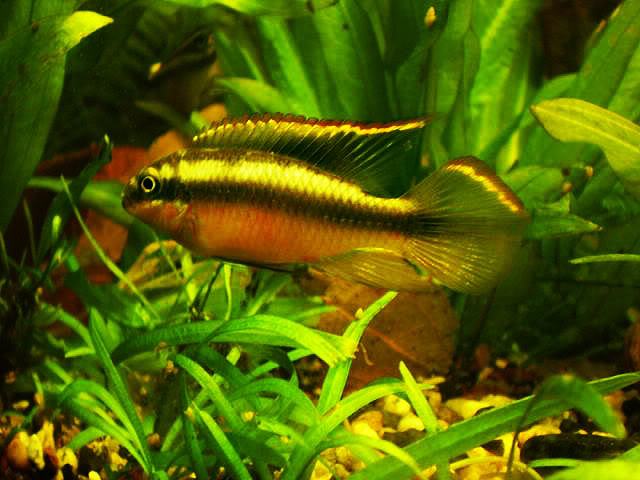 Mis Pelvicachromis pulcher (Kribensis) P2210004640x480