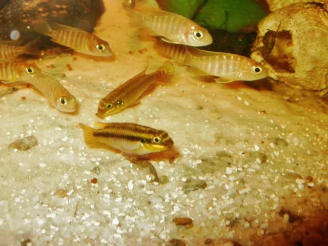 Pelvicachromis taeniatus P2210005