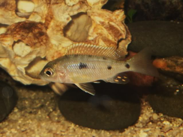 Capidochromis azureus juvenil P7220014