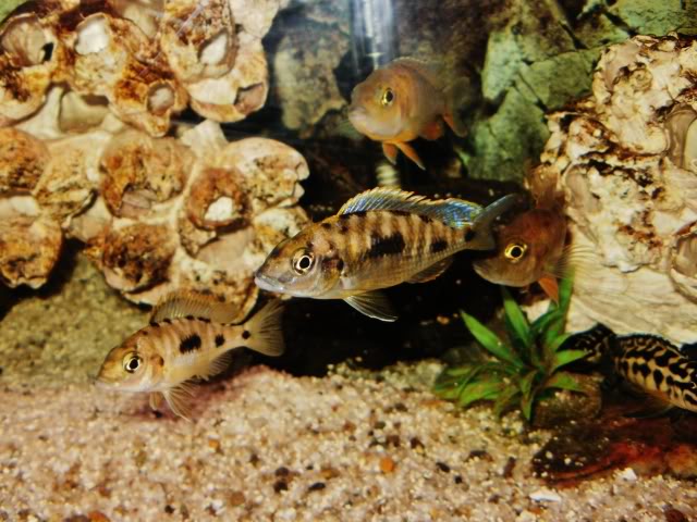 Otopharynx lithobates PA220011