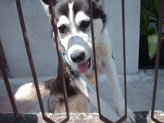 Husky com 1ano mal tratada pelo o "Dono" está em FAT HPIM6517