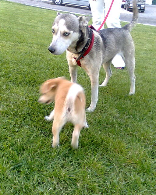 Husky e cria necessitam de Fat ou Donos até terça-feira!!! Imagem0065