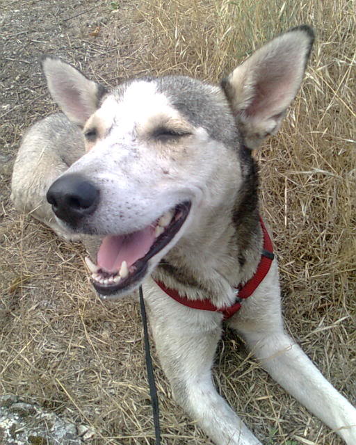 Husky e cria necessitam de Fat ou Donos até terça-feira!!! Imagem0121