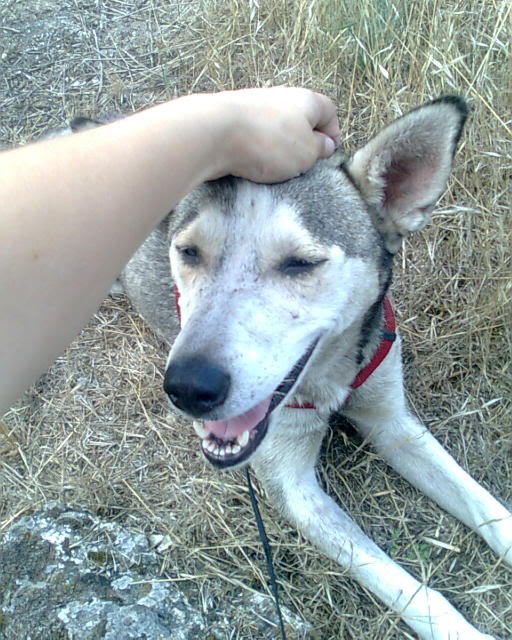 Husky e cria necessitam de Fat ou Donos até terça-feira!!! Imagem0122