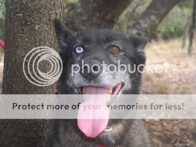 Nina Xhusky não está para adopção mas sim para apadrinhamento- Focinhos & Bigodes Imagem648-1