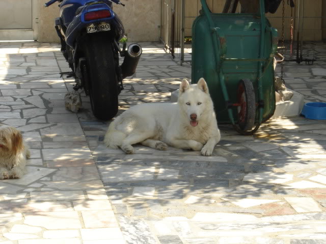 Altas Husky Branco com LOP em risco de ir parar a um canil Meuscaes002