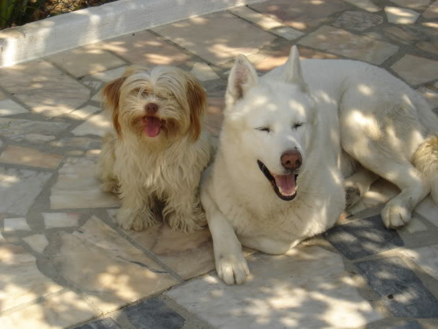 Altas Husky Branco com LOP em risco de ir parar a um canil Meuscaes005