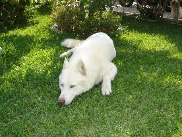 Altas Husky Branco com LOP em risco de ir parar a um canil Meuscaes007