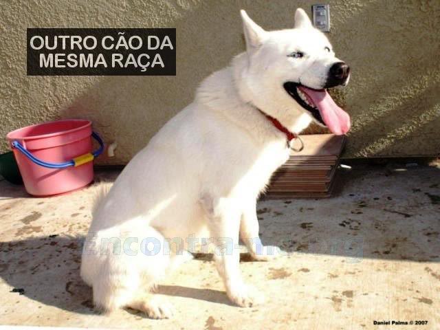 [Perdido] RUCA, cão Husky Siberiano adulto, branco, Foros da Charneca- Benavente Perdido