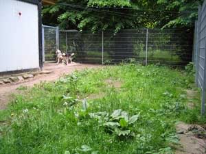 Huskies abandonados - Help Abandoned Polar Dogs in Portugal! Zwinger3