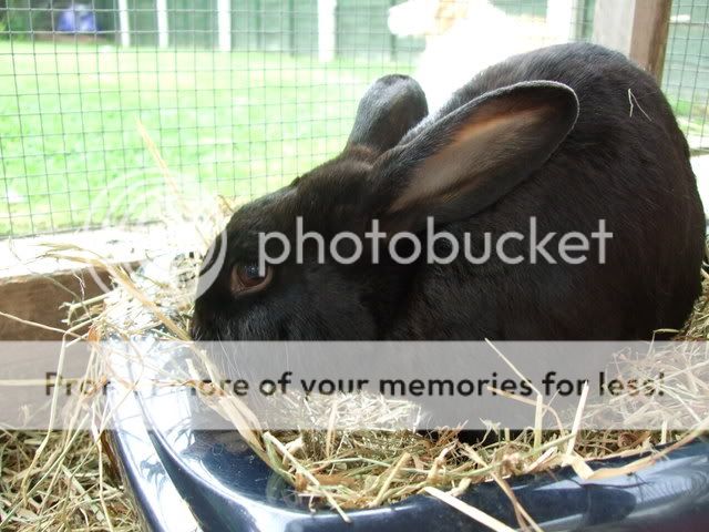 Photos :) 2008_0108Rabbits0028