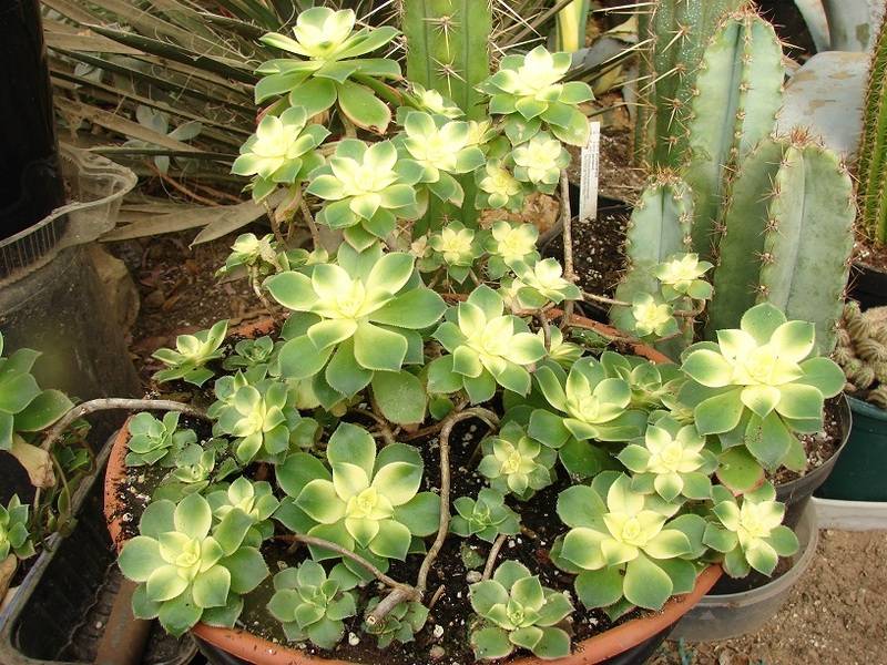 Aeonium haworthii 'Kiwi' 019%20-%20Copie_11