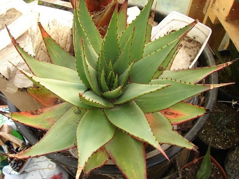 Aloe broomii 039%20-%20Copie_4