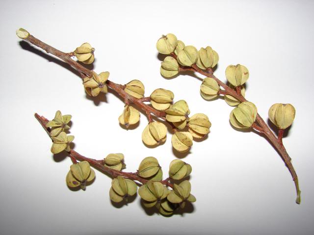 identification coques de graines [Exochorda racemosa] 1-1