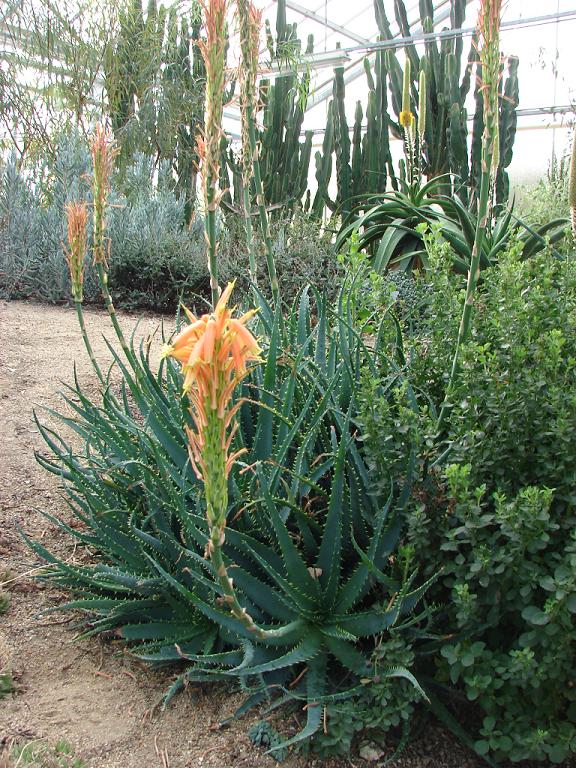 Aloe 'Spinossima' 23-3