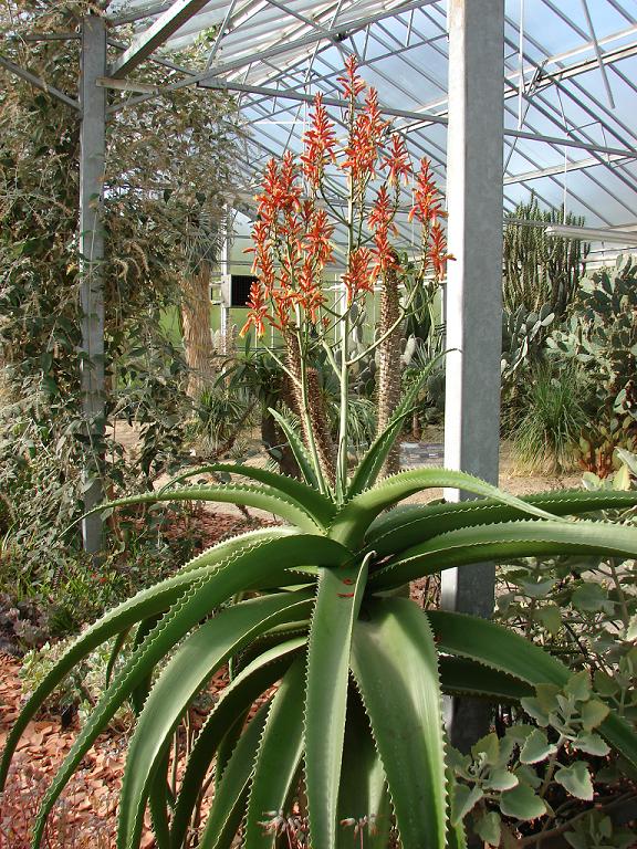 Aloe vaombe 25-3