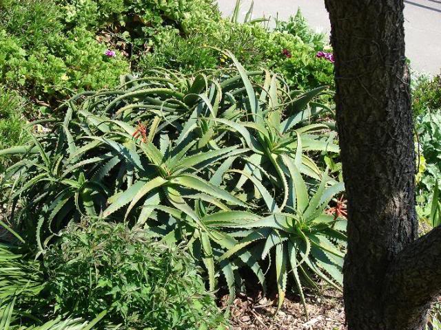 Aloe arborescens ou corne de bélier  W10