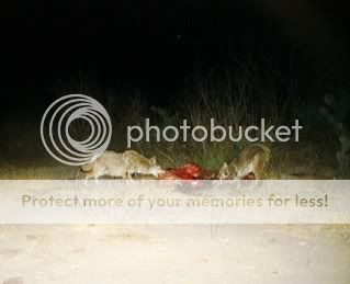 bobcat/coyote Feeding Image003