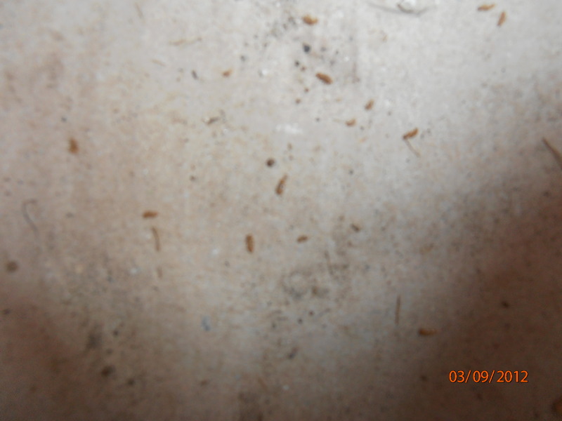 gallo livornese in crisi 2012-09-03_16-52-13