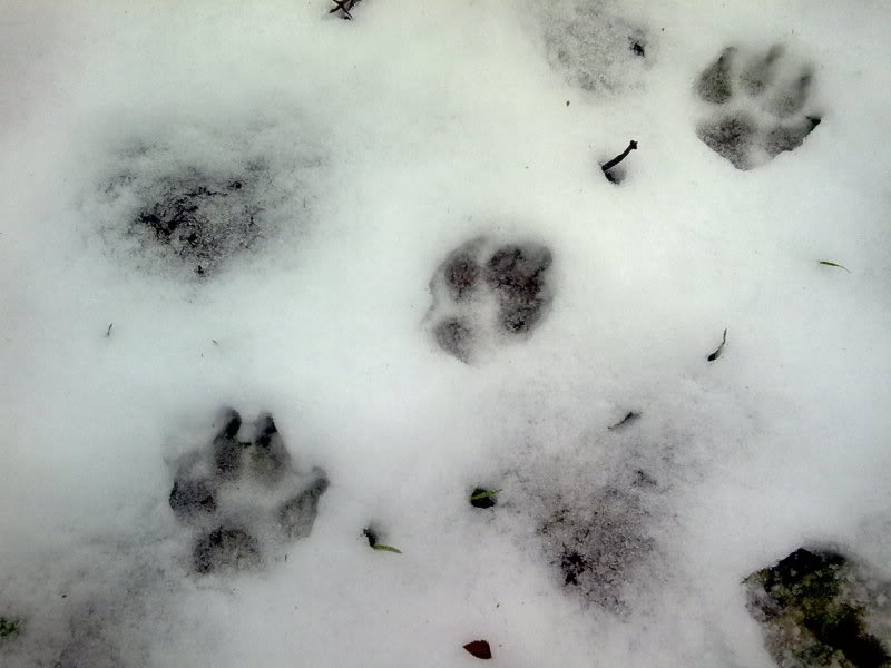 impronte sulla neve 2013-01-19_14-21-10