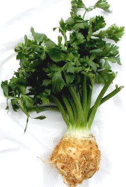 Slikovni kaladont Celer