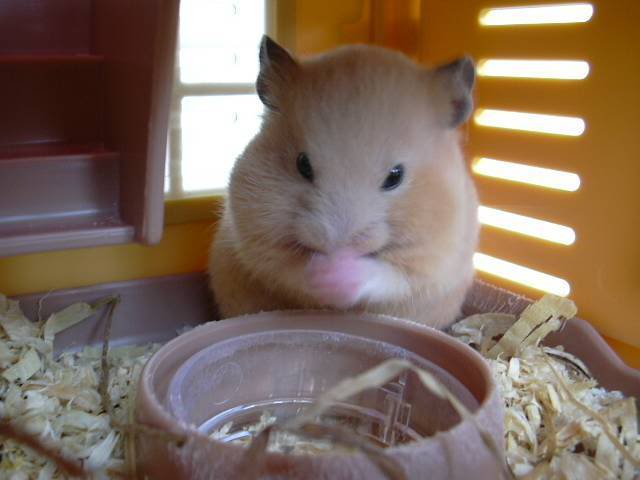 Hamster 2004122014028435