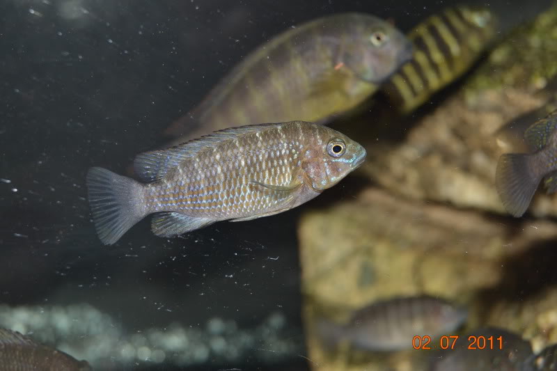 Mis crías y jóvenes Petrochromis DSC_0850