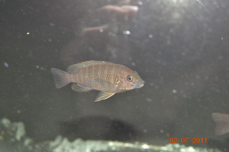 Mis crías y jóvenes Petrochromis DSC_0855