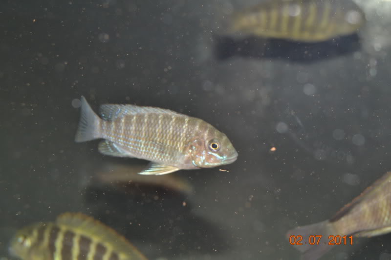 Mis crías y jóvenes Petrochromis DSC_0860