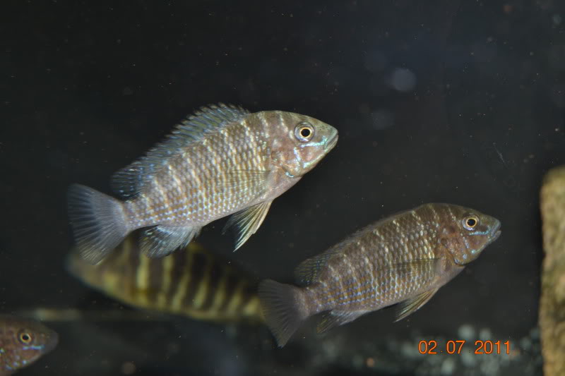 Mis crías y jóvenes Petrochromis DSC_0861