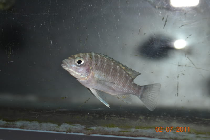 Mis crías y jóvenes Petrochromis DSC_0865