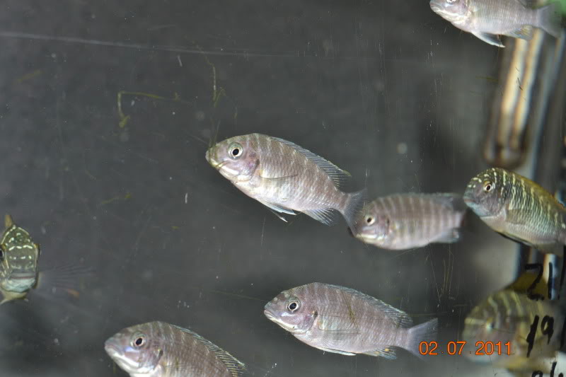 Mis crías y jóvenes Petrochromis DSC_0881