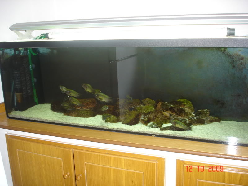 Vendo acuario de 300 l. con todos los accesorios DSC05812