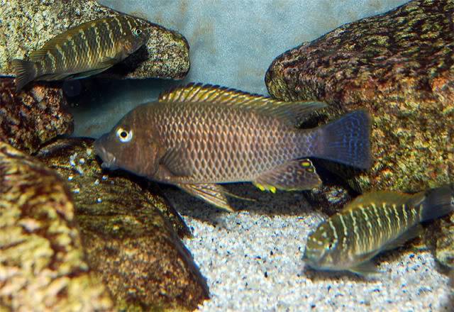 Petrochromis famula Tembwe Silver RTembweadulto