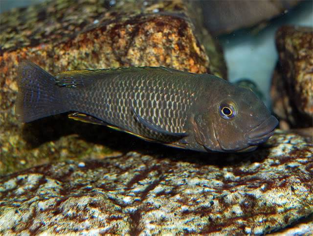 Petrochromis famula Tembwe Silver RTembweincubando