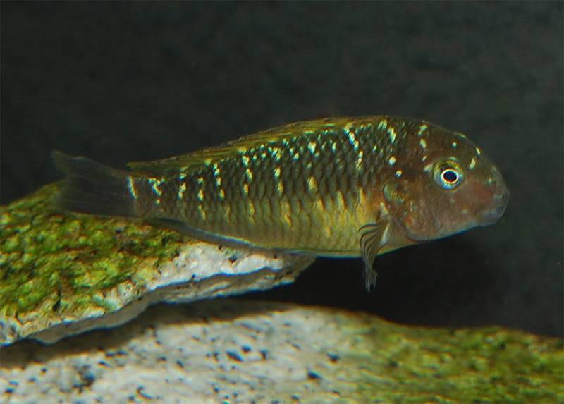 Hembra de Petrochromis famula Tembwe Silver de 7 cm. e incub Hembramusanga1