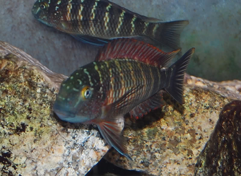 Mis Tropheus sp. lufubu Real JovelufubuRealF1-1