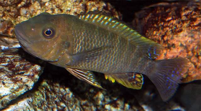 Petrochromis famula Tembwe Silver PFTS-incubando