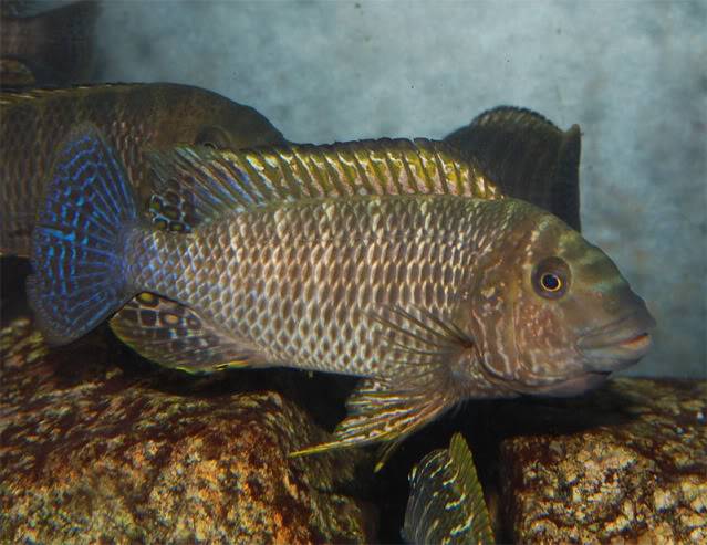 Petrochromis famula Tembwe Silver PFTS-incubando4