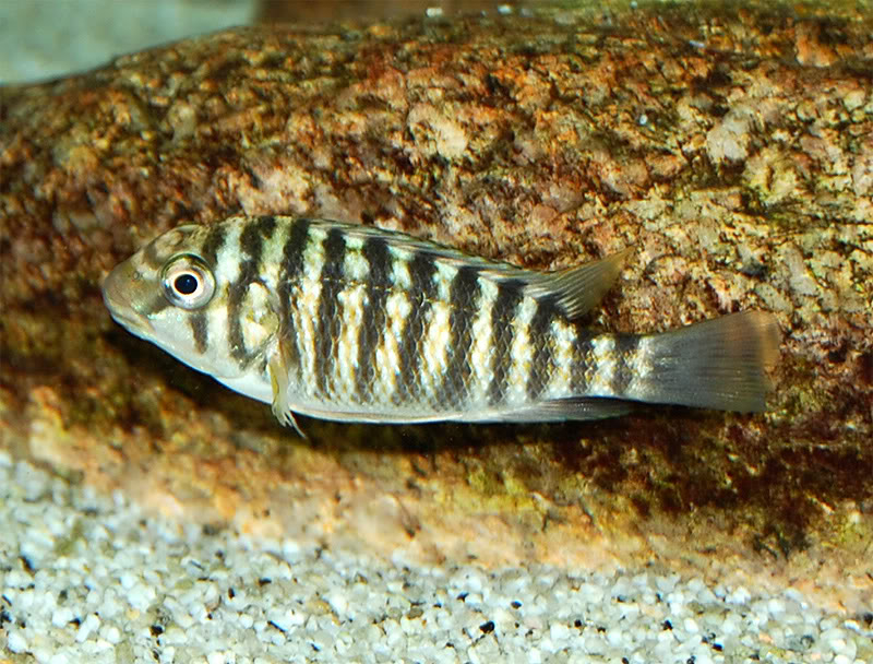 Mis Petrochromis sp. texas Ubwari HembritaspTexasUlwile1