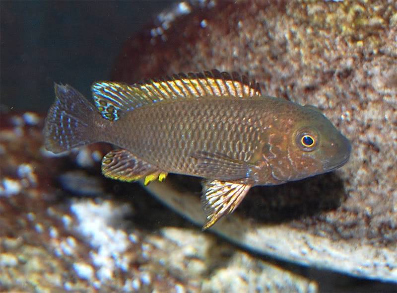 Petrochromis famula Tembwe Silver JovenfamulaTembweSilver2