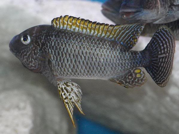 Petrochromis famula Tembwe Silver PetrochromisfamulaTembweSilvermacho